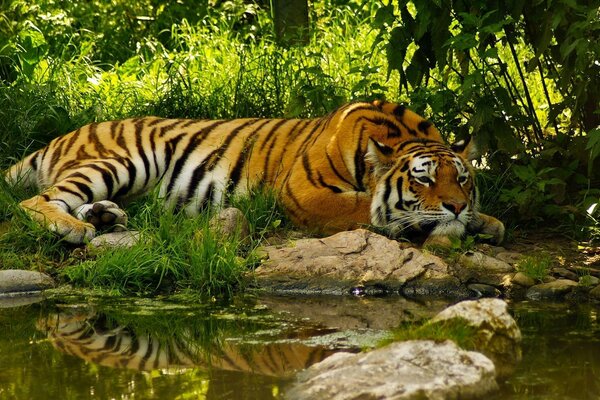 El tigre descansa cerca del estanque