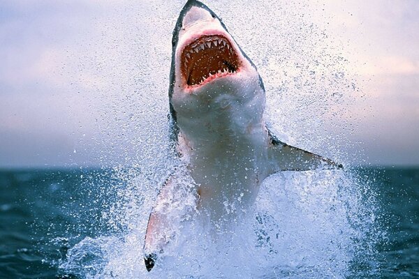 An attacking shark in the open ocean