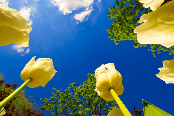 Bright yellow tulips on a blue sky background