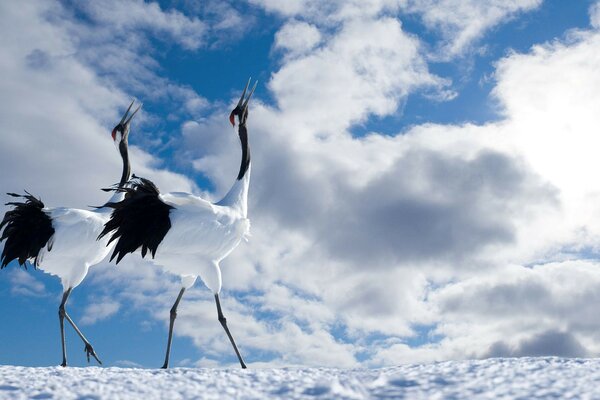 Tiere im Schnee auf einem blauen Himmelshintergrund mit Wolken