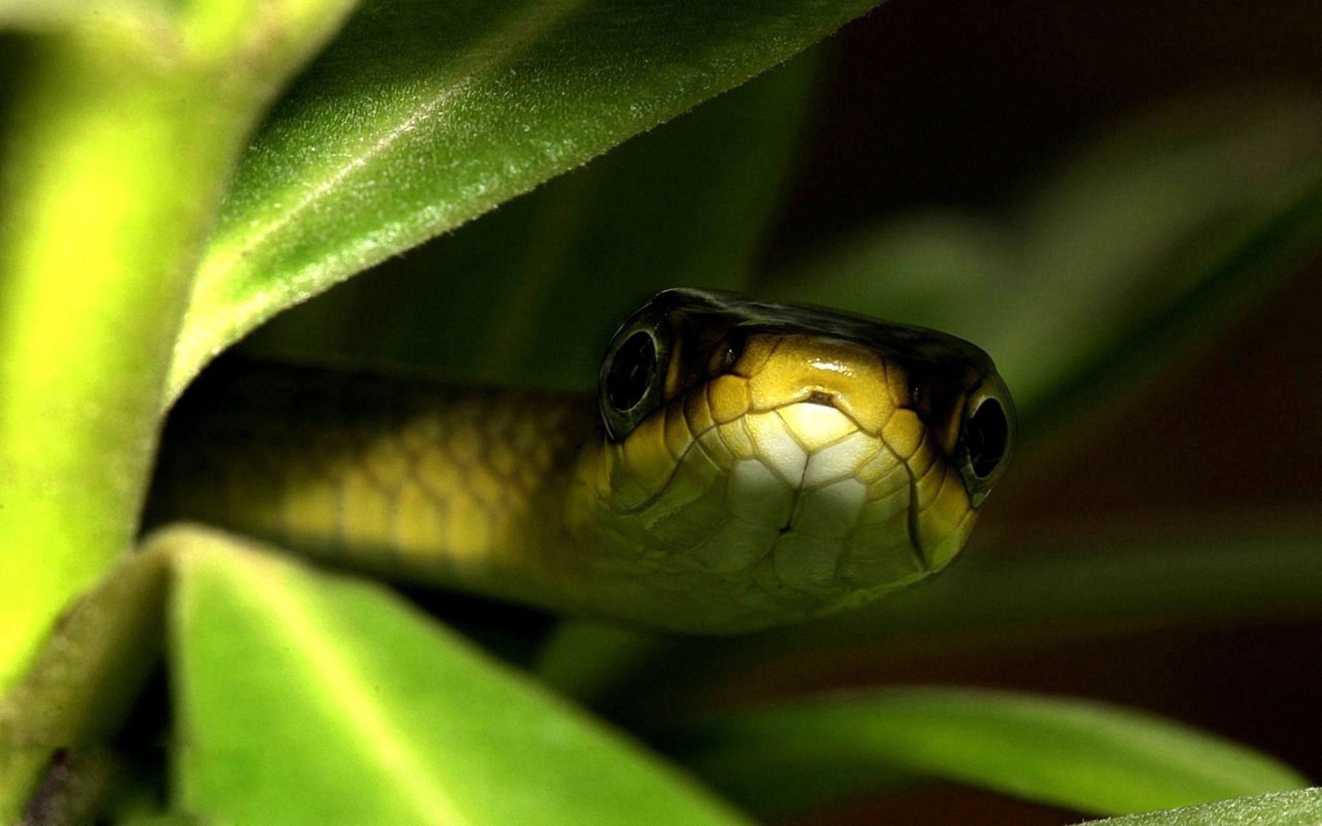 animali serpente gazoo fauna selvatica natura animale venom veleno esotico zoologia boa biologia viper pitone foresta pluviale animale domestico anfibio