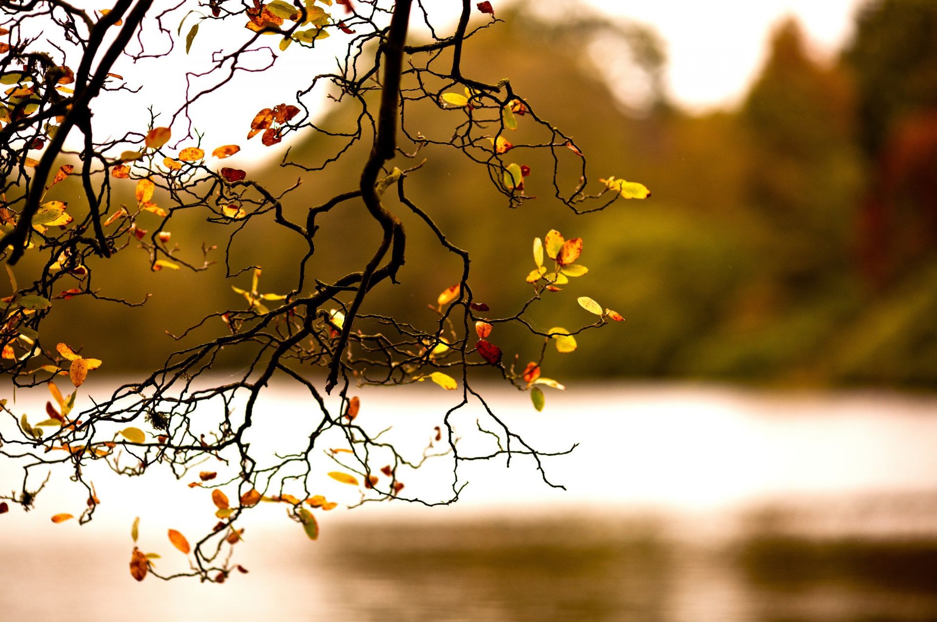 bäume baum herbst natur sonne zweig blatt dämmerung gutes wetter im freien jahreszeit sonnenuntergang landschaft holz gold licht desktop farbe unschärfe winter