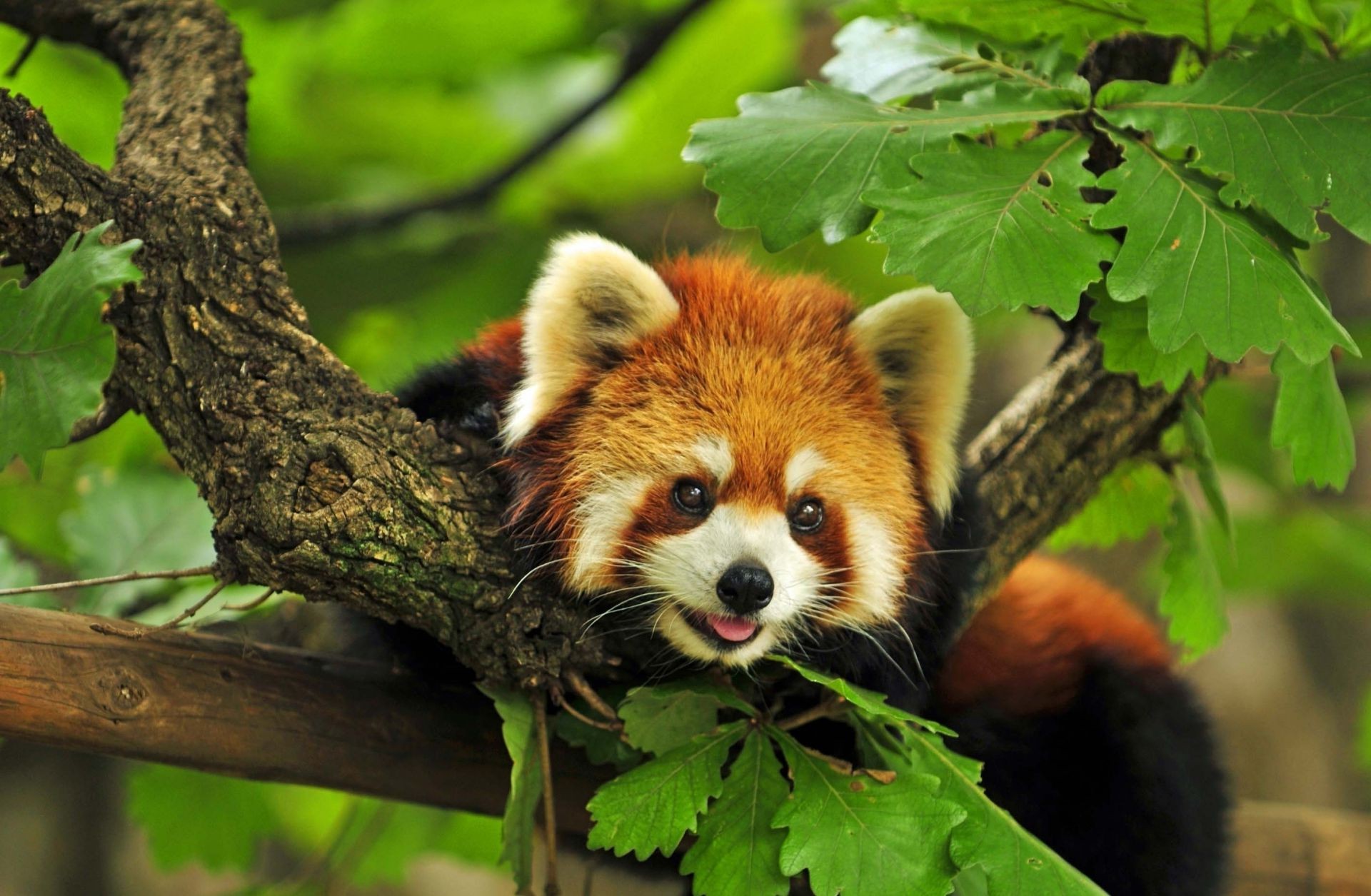 animais natureza vida selvagem mamífero animal fofa selvagem árvore jovem madeira ao ar livre