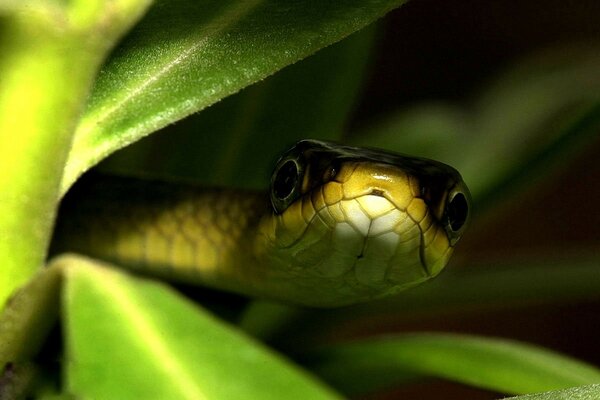 A snake peeks out of the thicket