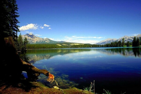 Flusslandschaft. Die Berge. Bäume. Reflexion der Flora im Wasser