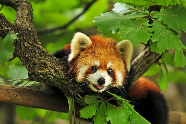 Cute animal on a branch among the leaves