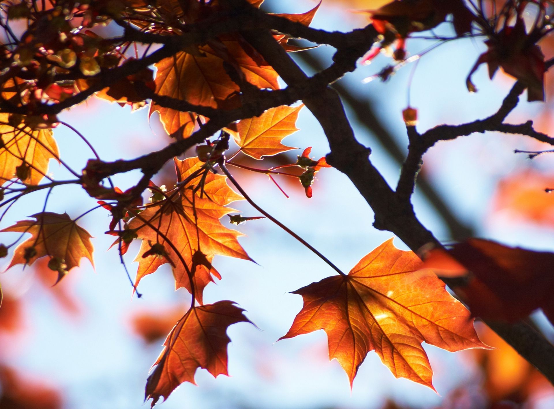 leaves leaf fall maple tree bright season branch nature color flora fair weather outdoors park