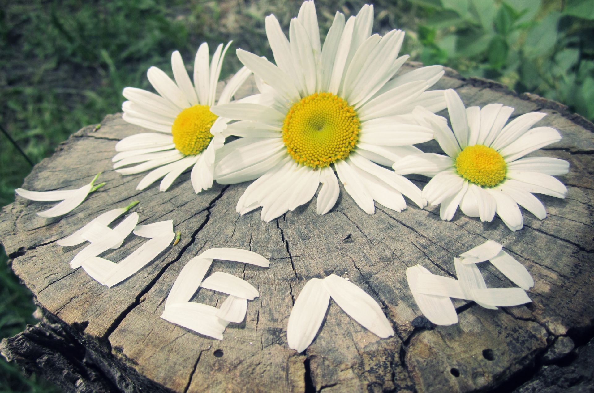 schriftzug natur sommer blume flora garten blatt schön farbe im freien blühen desktop blumen blütenblatt hell gras saison schließen sonne