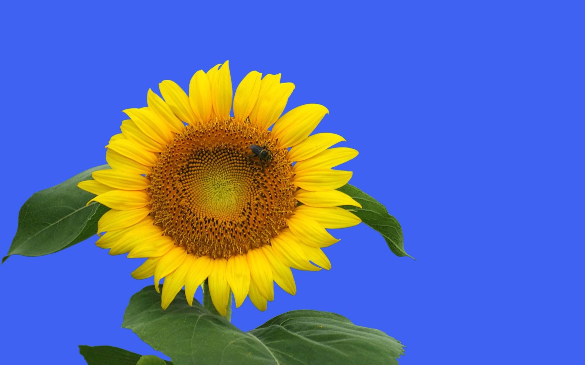 flowers nature flora summer leaf bright sunflower flower growth fair weather sun