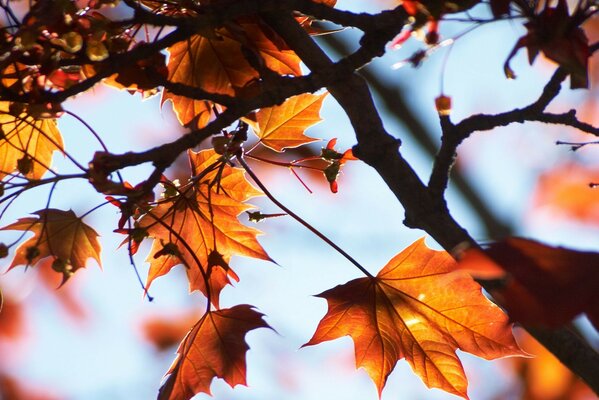 Leaves on a maple tree