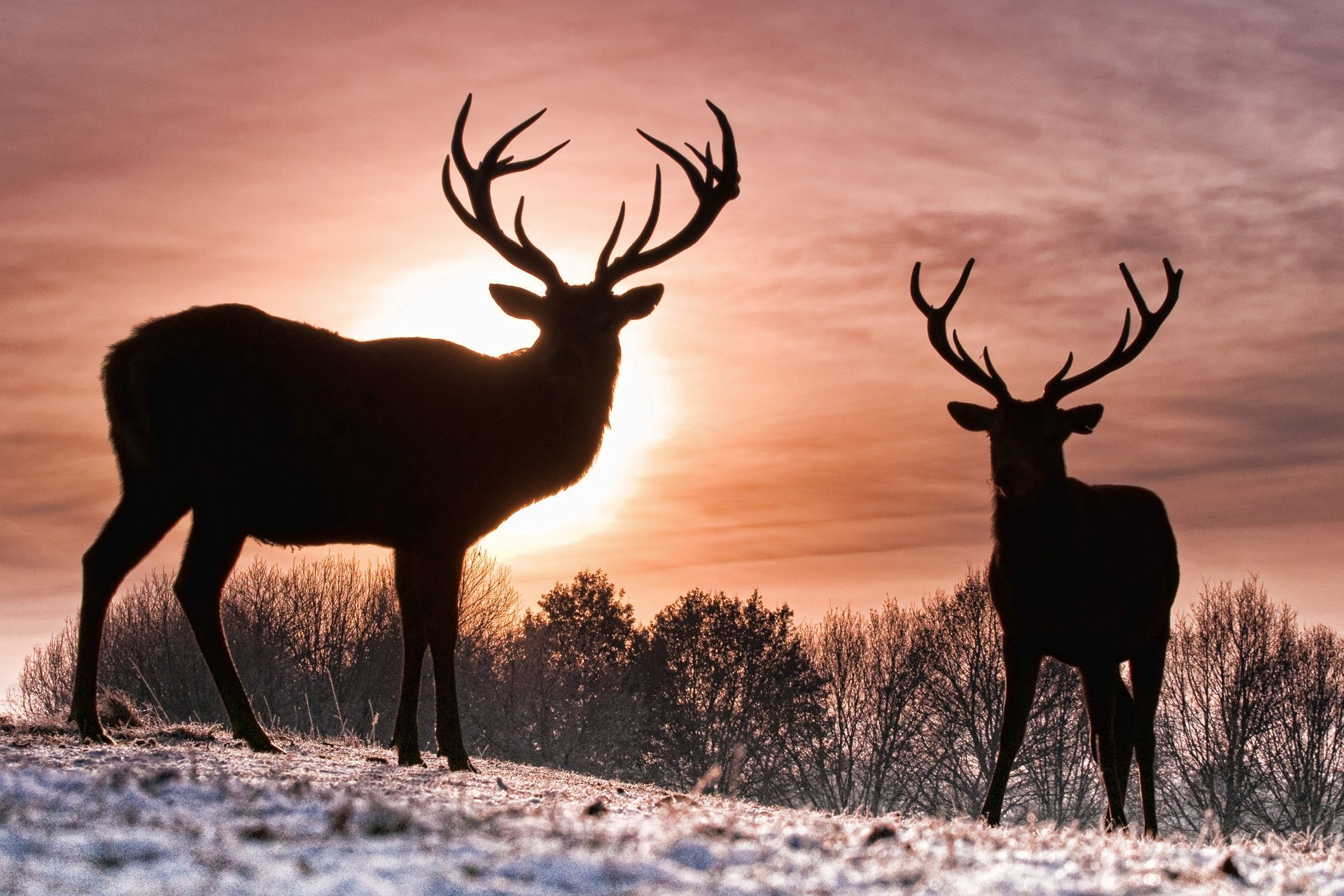 ciervos alces pantaceae mamífero buck despedida de soltero vida silvestre ciervo rodadura toro hierba animal estante terciopelo