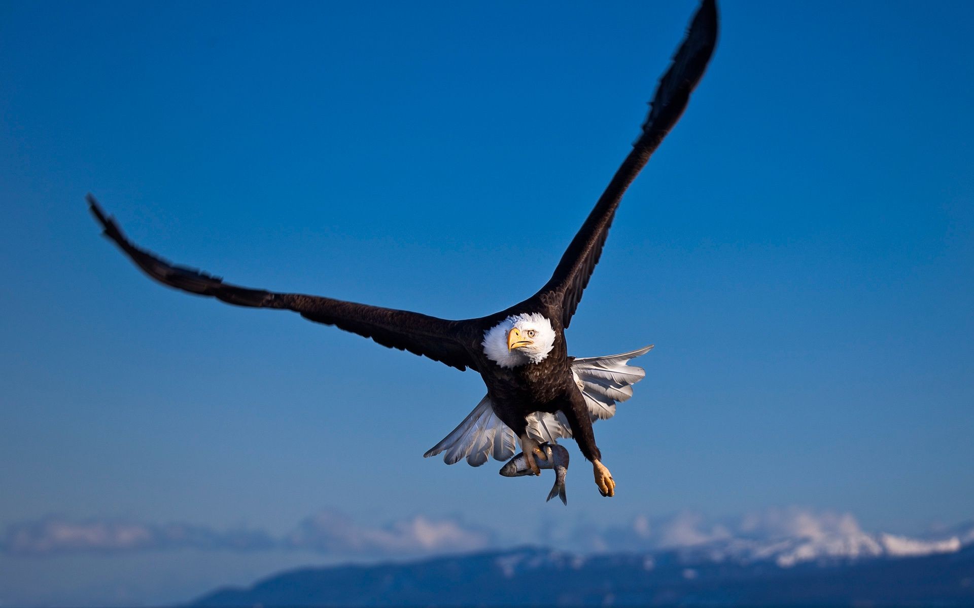 animaux oiseau raptor aigle vol ciel faune nature à l extérieur liberté aile pygargue à tête blanche voler