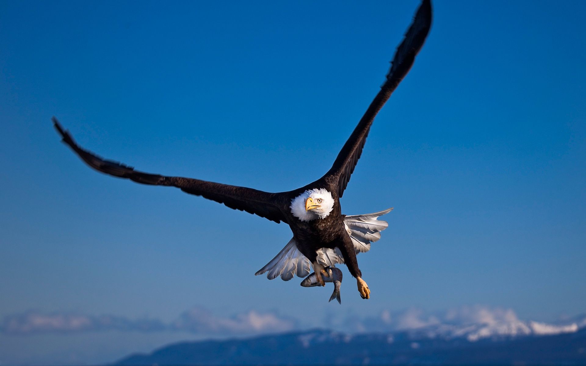 животные птица раптор орел рейс небо дикой природы природа на открытом воздухе свобода крыло белоголовый орлан летать