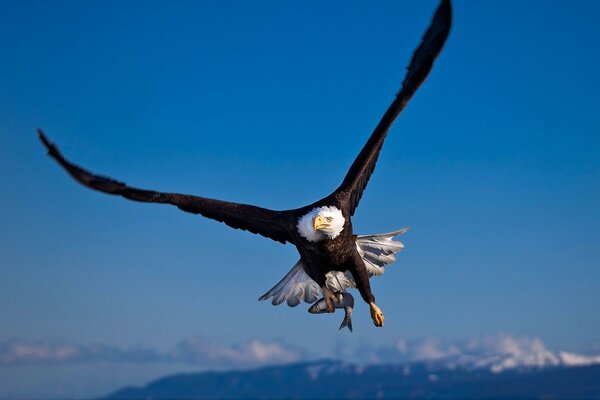 A bird high above the mountains