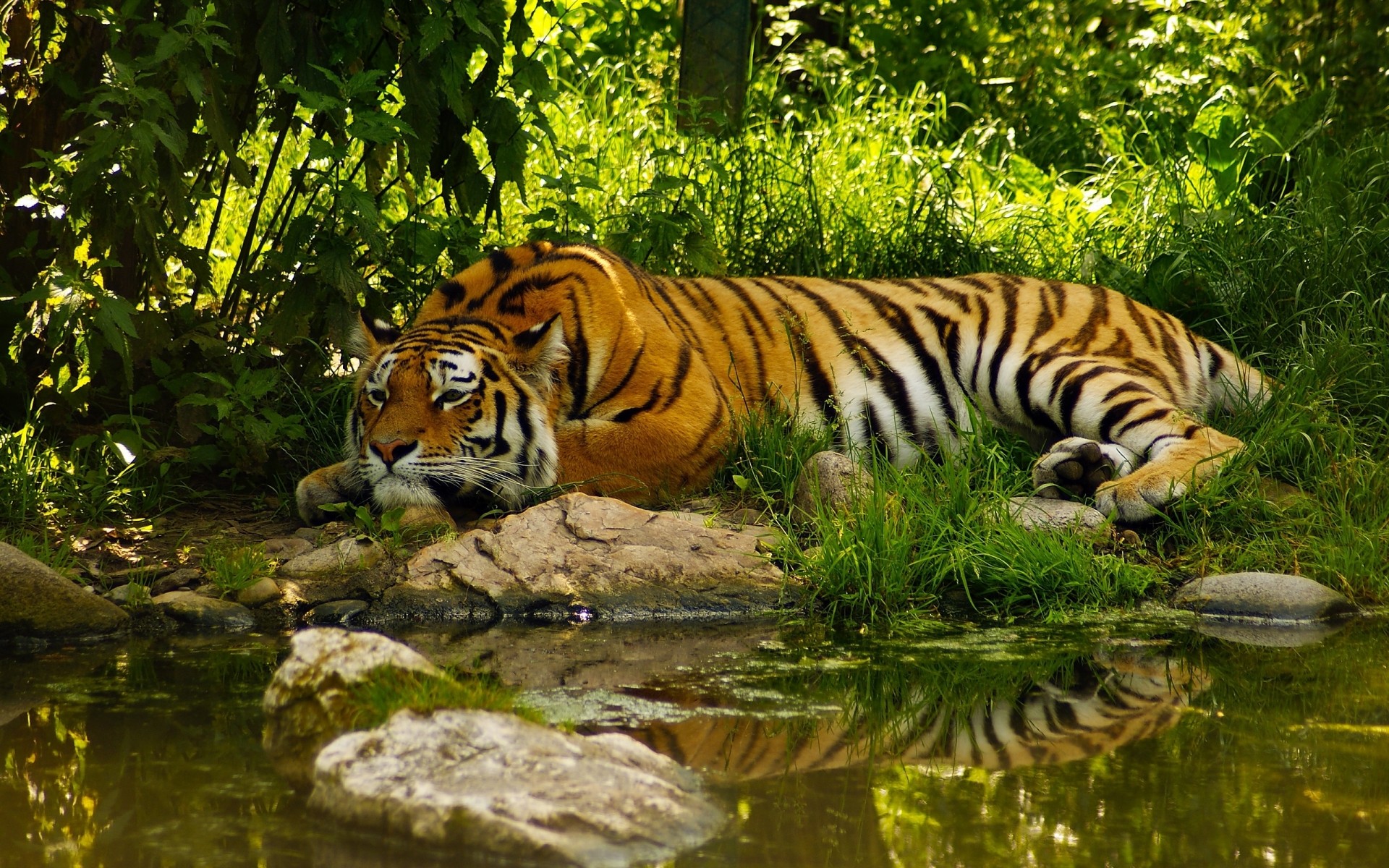 animales tigre vida silvestre gato mamífero selva zoológico depredador cazador safari buscando raya salvaje agresión piel peligro naturaleza enojado animal caza