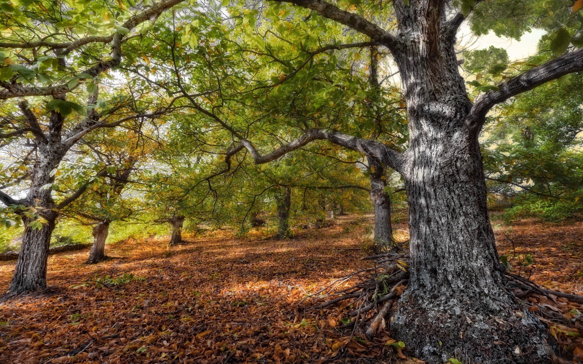 autumn tree wood nature landscape leaf fall park trunk season outdoors environment branch bark scenic flora oak fair weather scenery grass hdr forest old trees leaves background