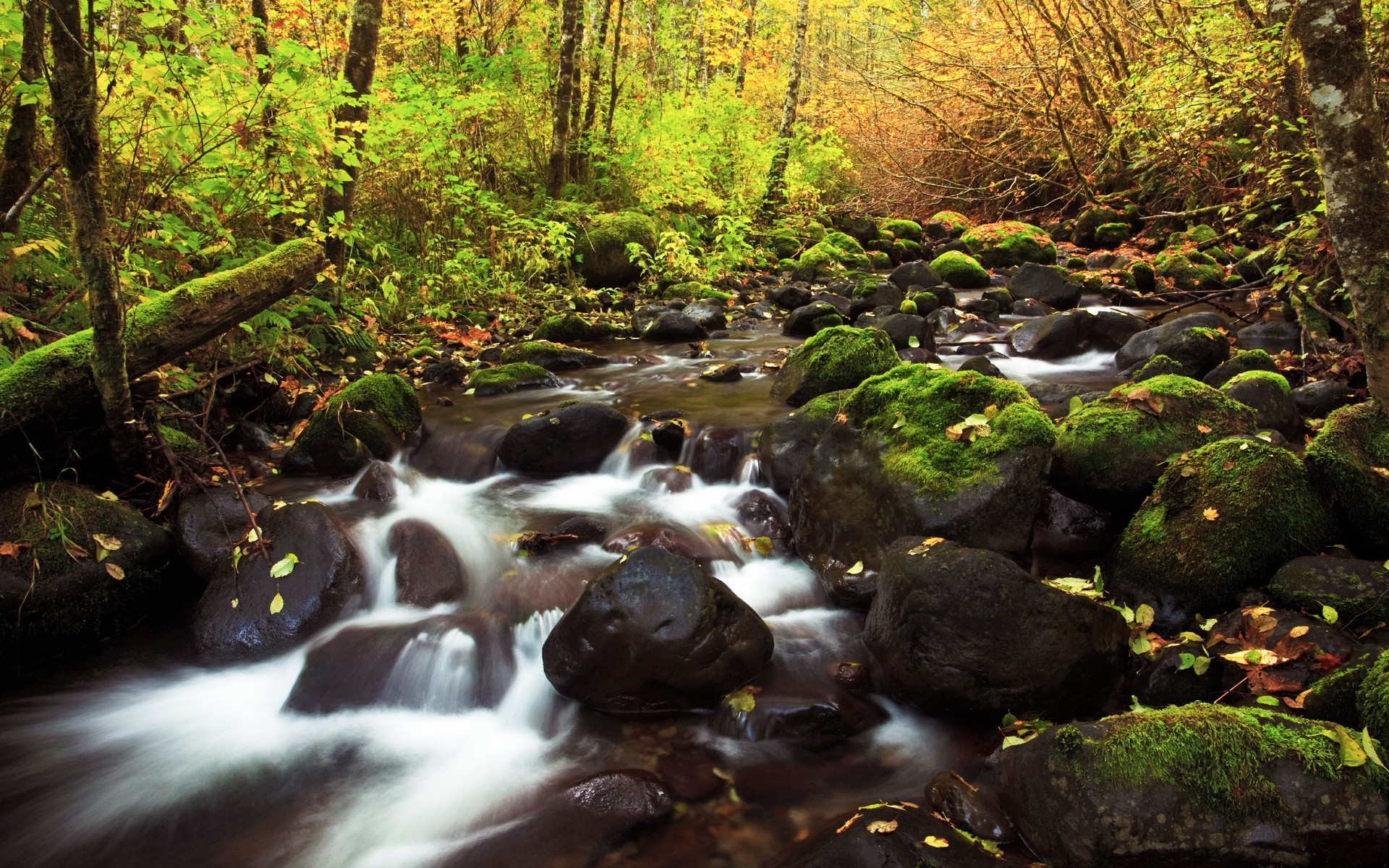 paesaggio acqua autunno flusso fiume legno cascata roccia foglia natura creek muschio paesaggio all aperto albero flusso parco traffico pietra cascata pietre foresta