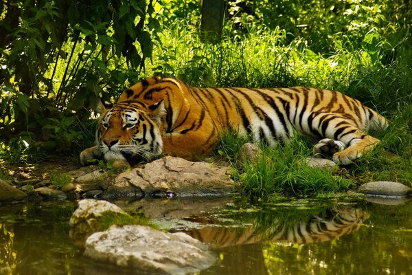 Tigre sulla riva del lago nel verde degli alberi