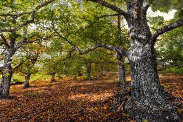 Herbstlicher Wald mit Bäumen und gefallenen Blättern