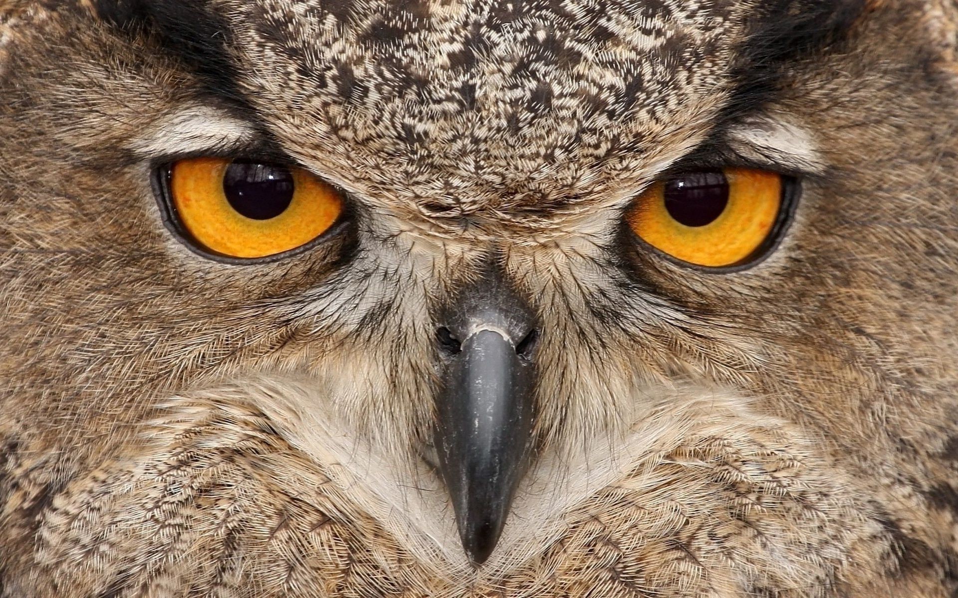 animaux rapace prédateur faune animal oeil chasseur proie mammifère portrait hibou nature sauvage oiseau aperçu