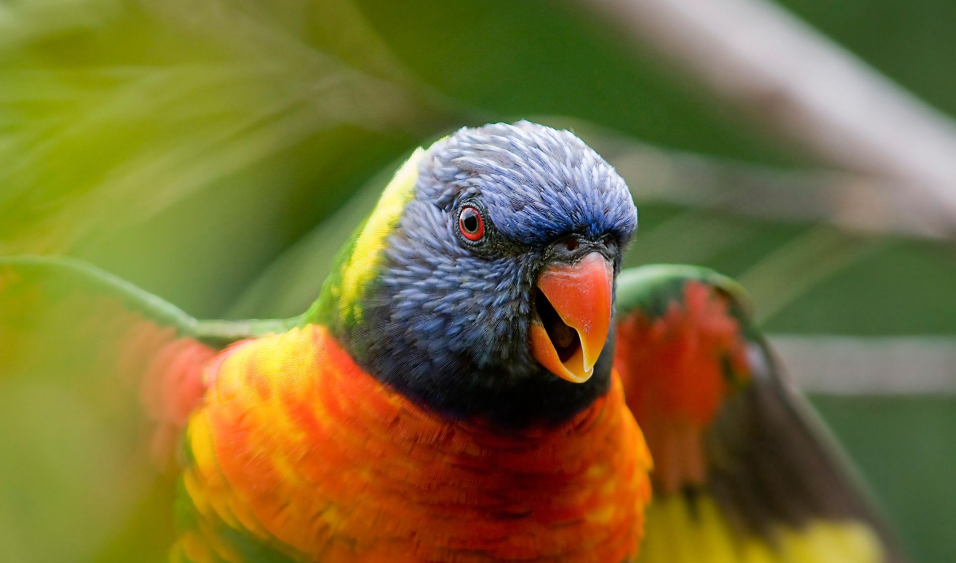 tiere vogel papagei natur tierwelt schnabel tier farbe wild flugzeug flügel tropisch feder im freien