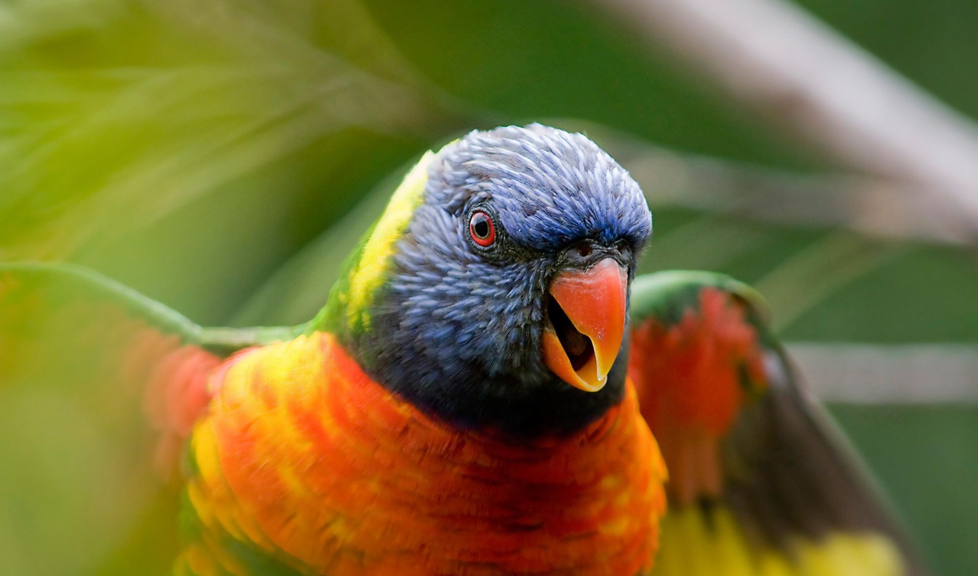 животные птица попугай природа дикой природы клюв животное цвет дикий авиан крыло тропический перо на открытом воздухе