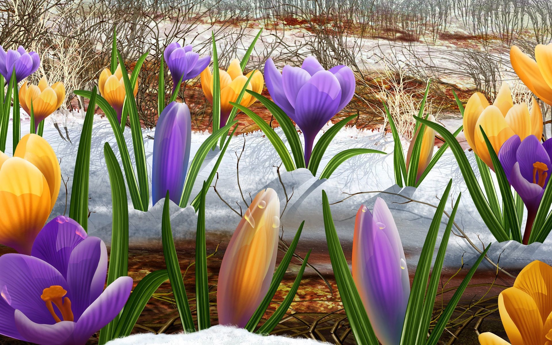 kwiaty natura kwiat wielkanoc ogród flora sezon liść jasny krokus kolor trawa kwiatowy lato płatek tulipan bluming park pole dobra pogoda