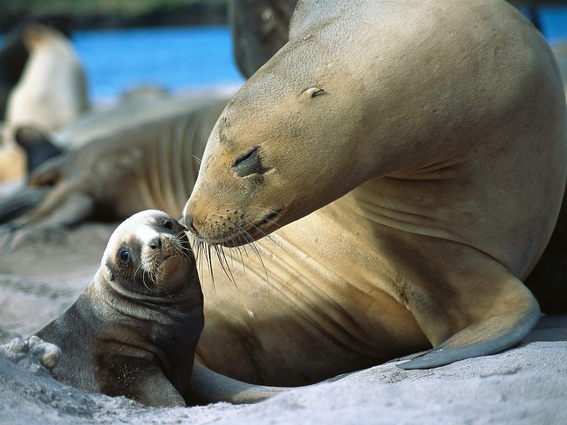 animali mammifero stampa fauna selvatica natura oceano animale mare zoo marino ritratto acqua selvaggio