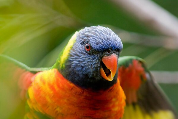 Loro, envergadura. Naturaleza