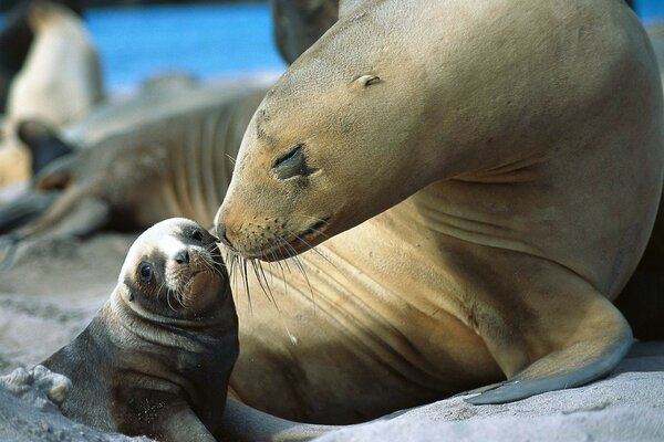 Mother and child in the wild