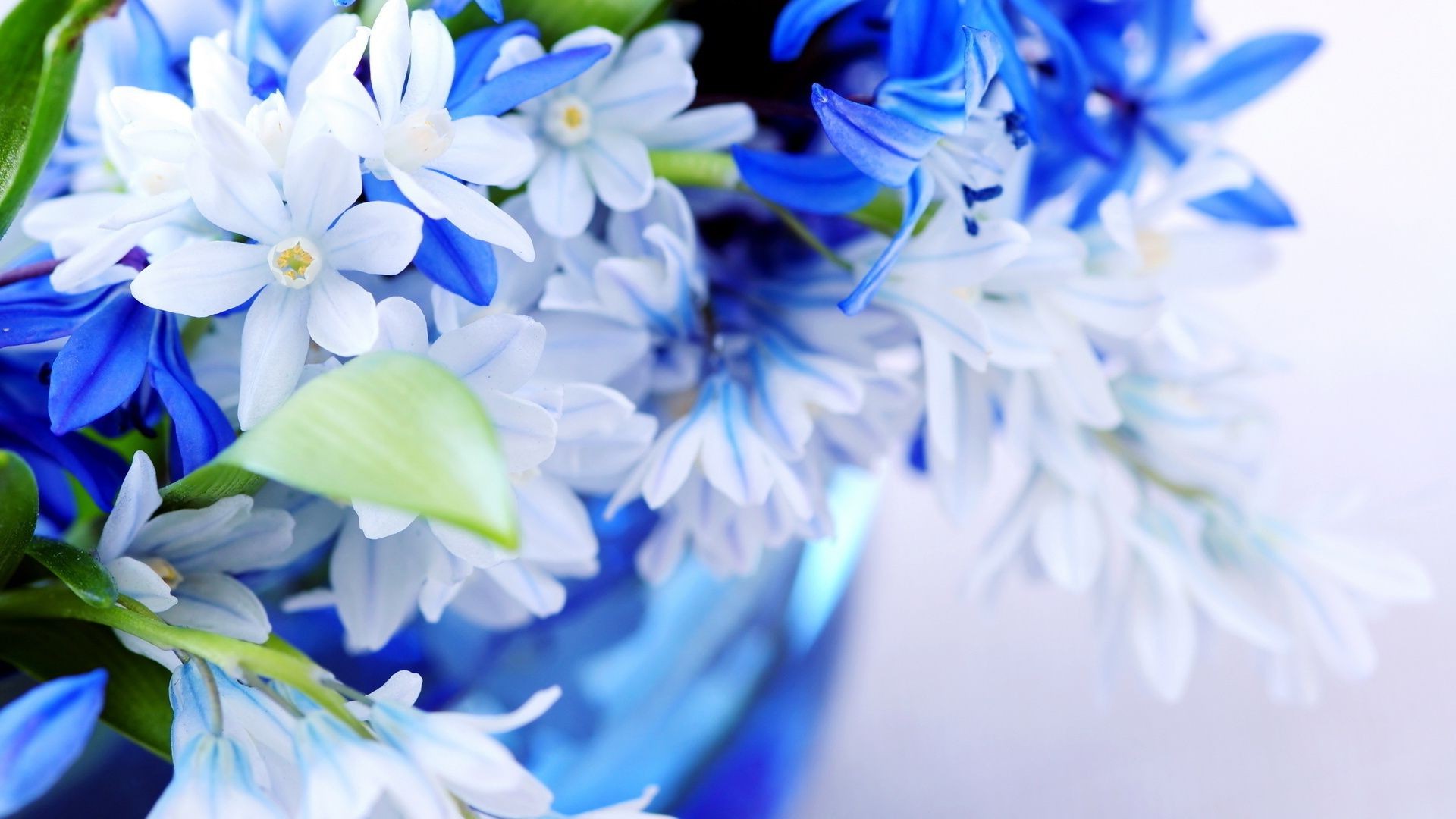 Красивые цветы. Нежность в голубых красках - обои на телефон