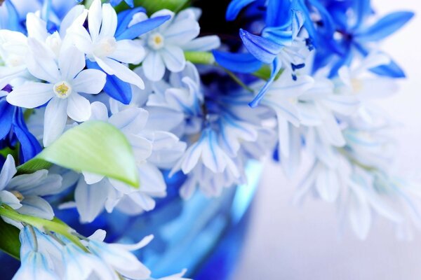 Belles fleurs. Tendresse dans les couleurs bleues