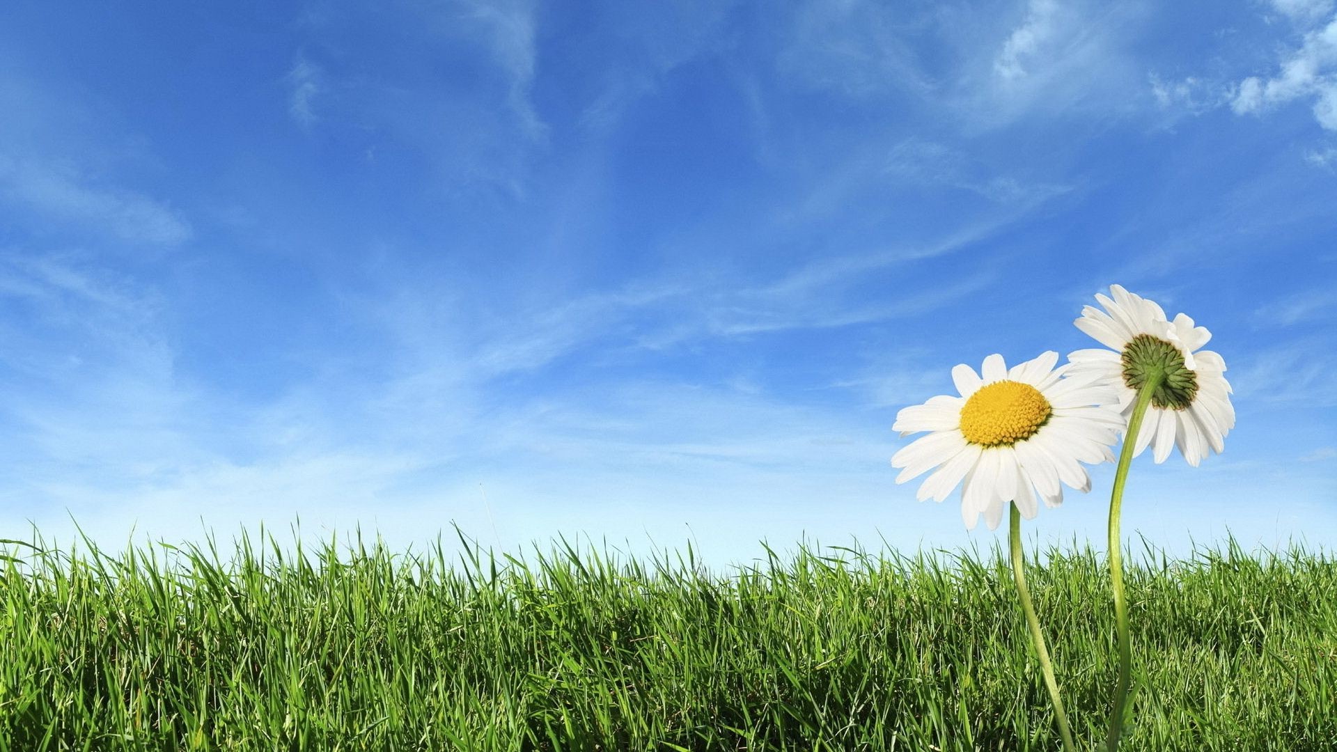 blumen gras heu feld sommer ländlichen weide rasen natur wachstum sonne flora gutes wetter himmel land szene umwelt landschaft horizont boden