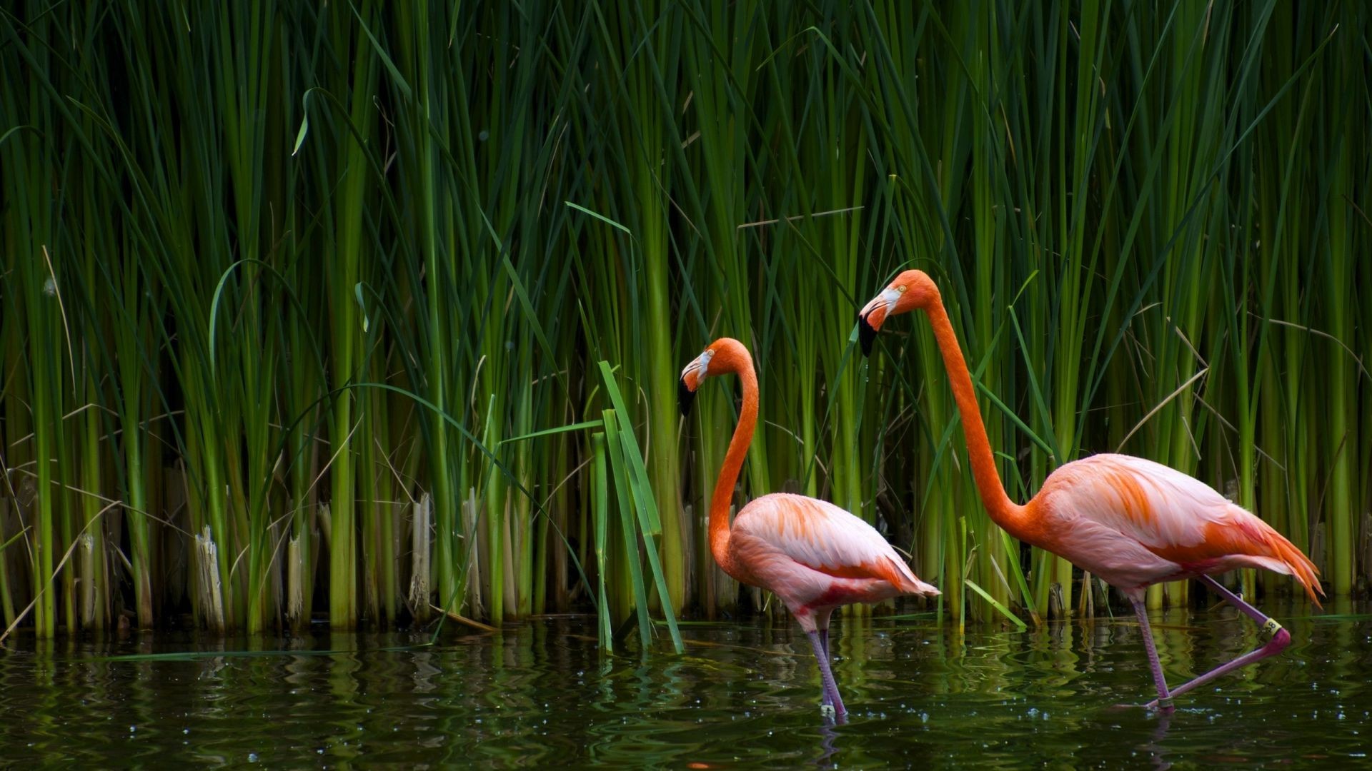 animali natura lago estate erba acqua piscina colore