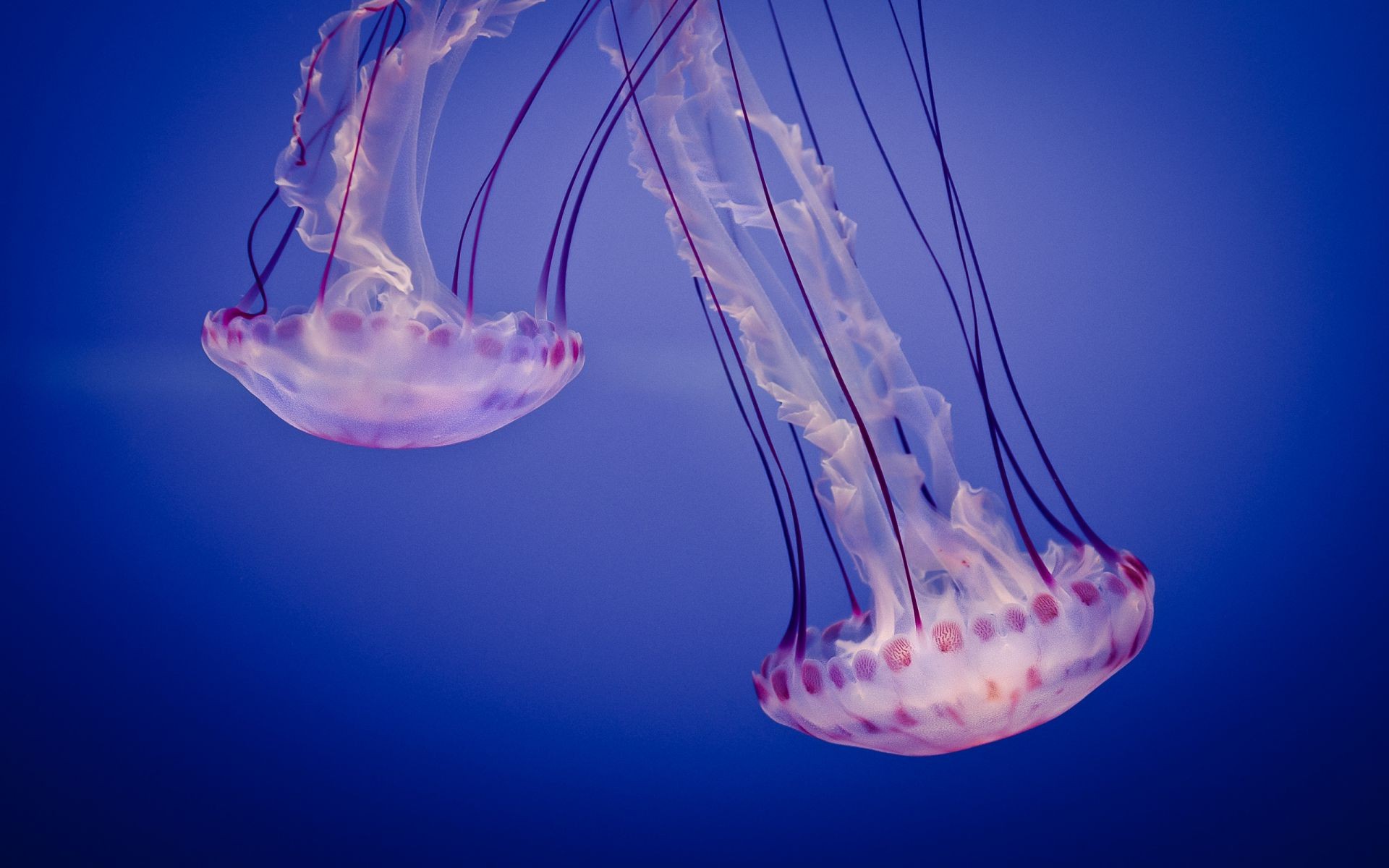 animals underwater jellyfish aquarium biology desktop color science sea fish