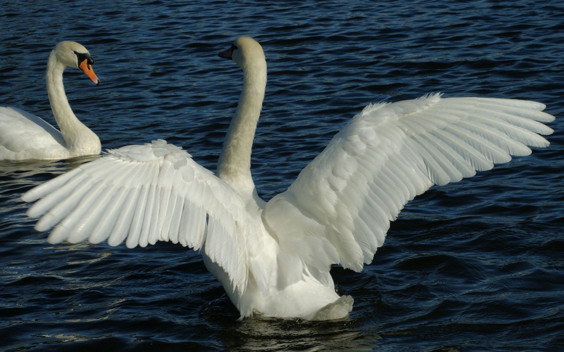 animali cigno uccello acqua uccelli acquatici lago natura piuma oca uccelli fauna selvatica becco nuoto anatra collo