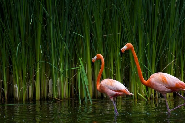 Rote Flamingos schleichen sich im Schilf