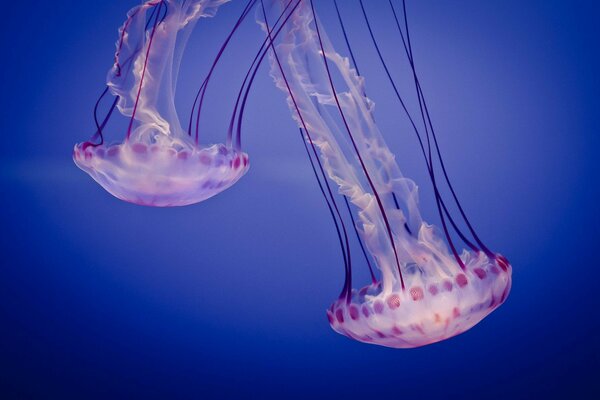 Funny elegant jellyfish in the sea