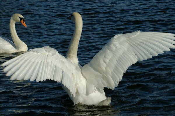 Un par de cisnes en el lago azul