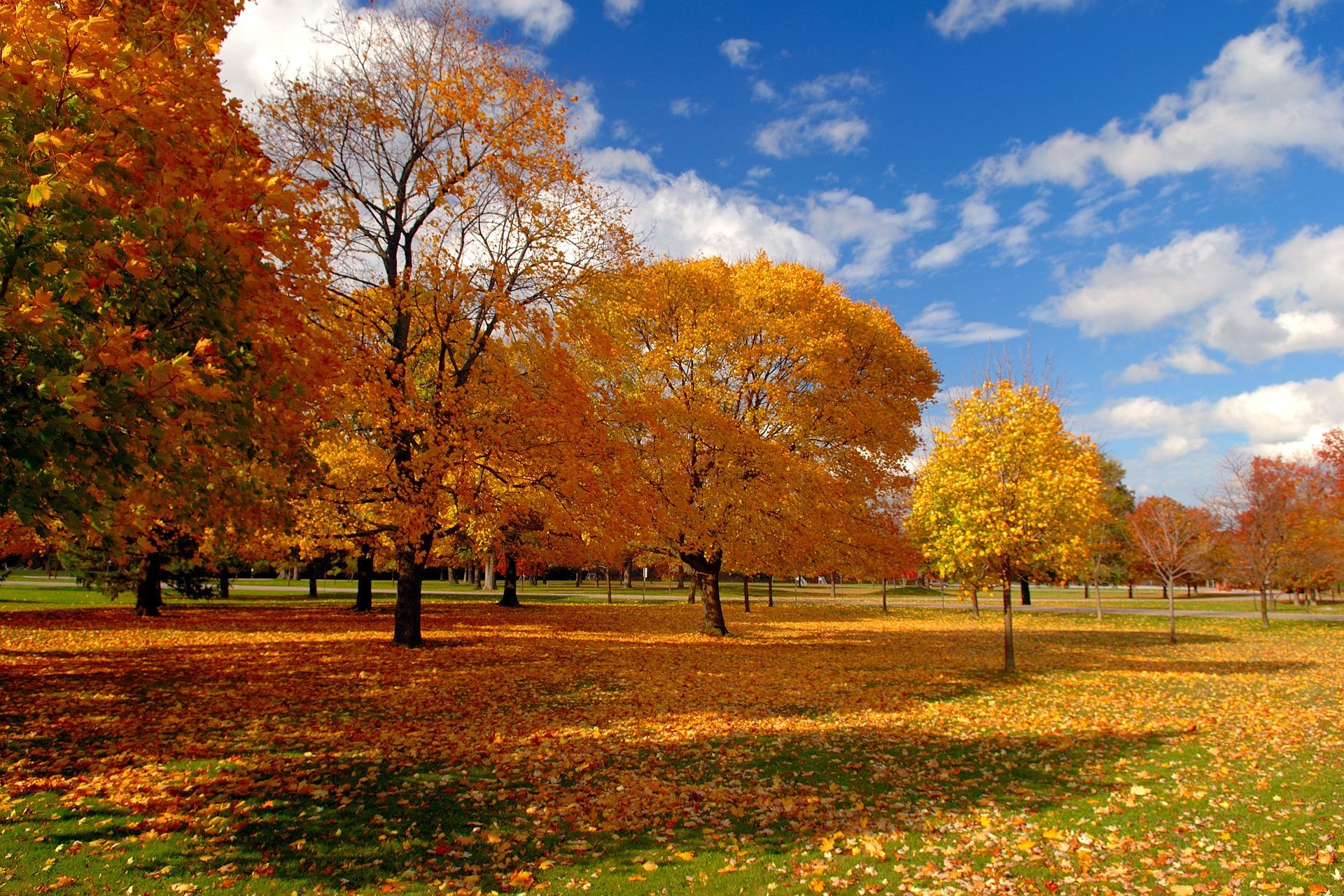 autumn fall tree leaf park landscape season maple nature dawn wood bright fair weather countryside scenic sun rural outdoors branch scenery