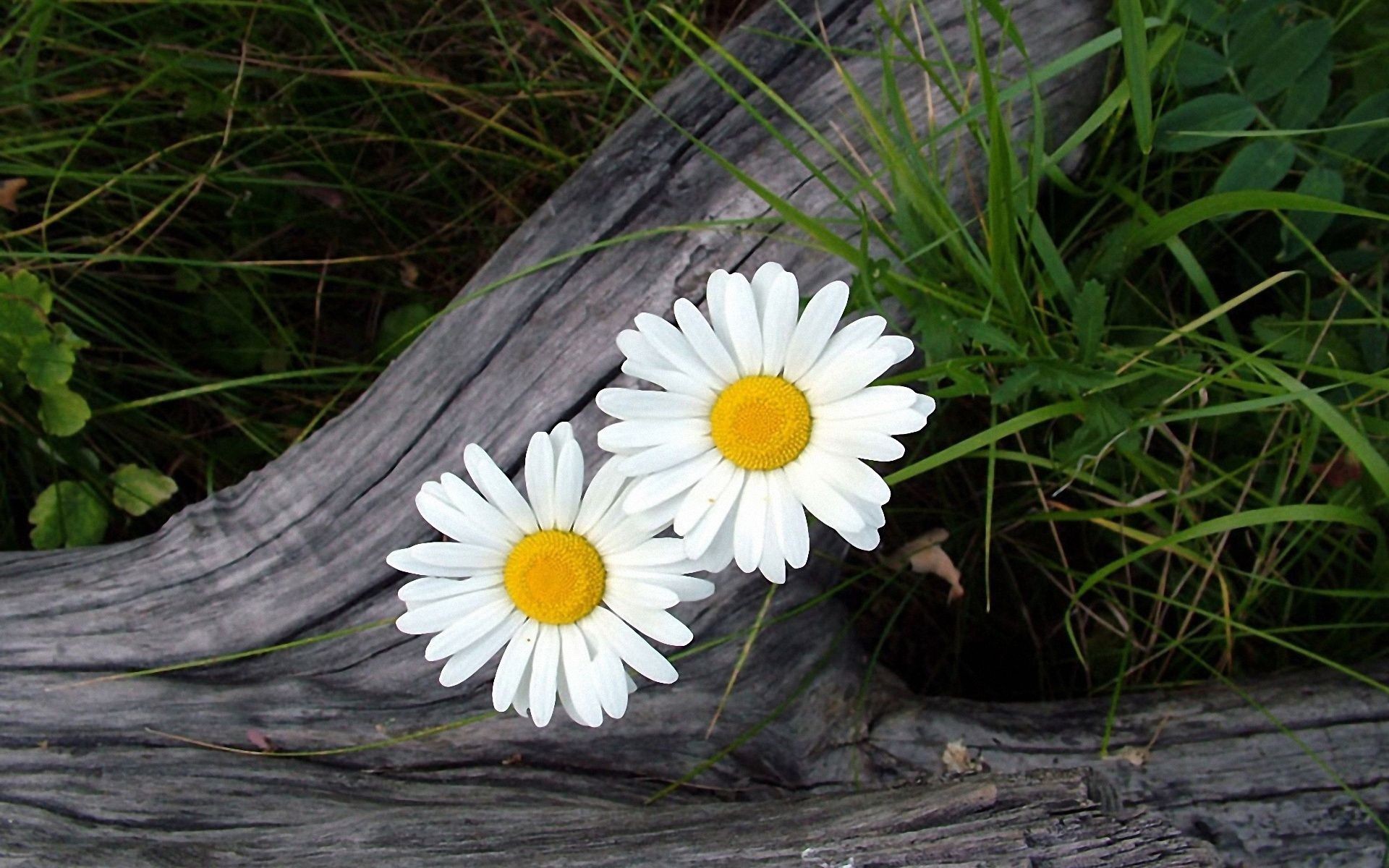 chamomile nature flora flower garden summer grass leaf outdoors season close-up color growth