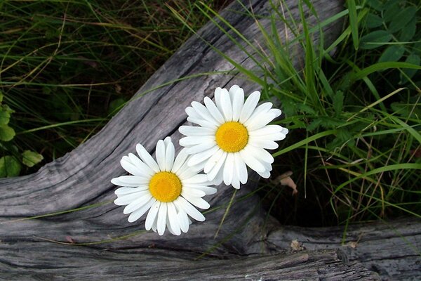 Belles fleurs dans la nature qui fleurissent