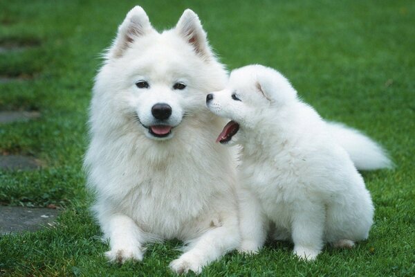 Lindo perrito con pelo blanco