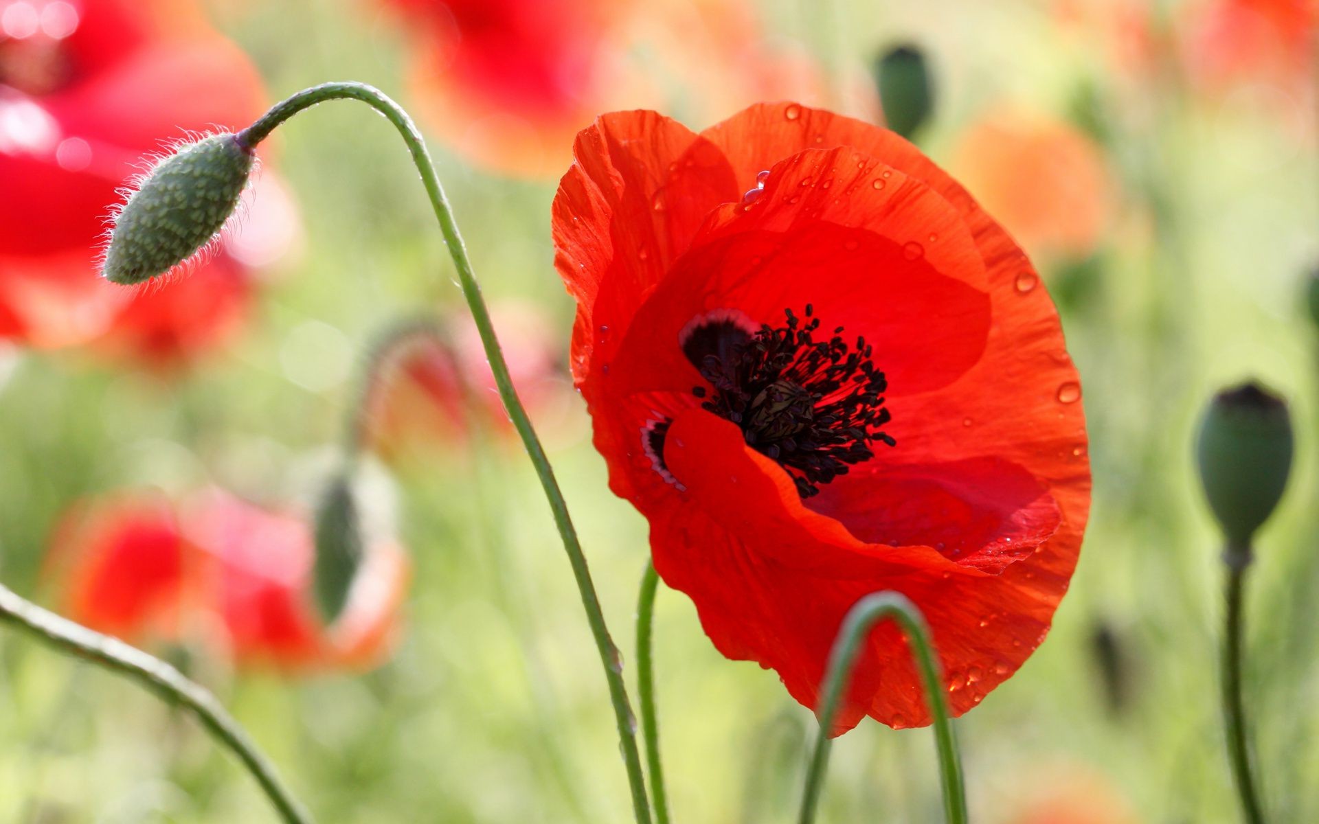 flores poppy naturaleza flor verano flora campo jardín hoja opio salvaje brillante bluming pétalo color floral heno al aire libre rural luzga