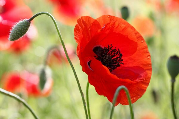 Poppy field. Summer flowers