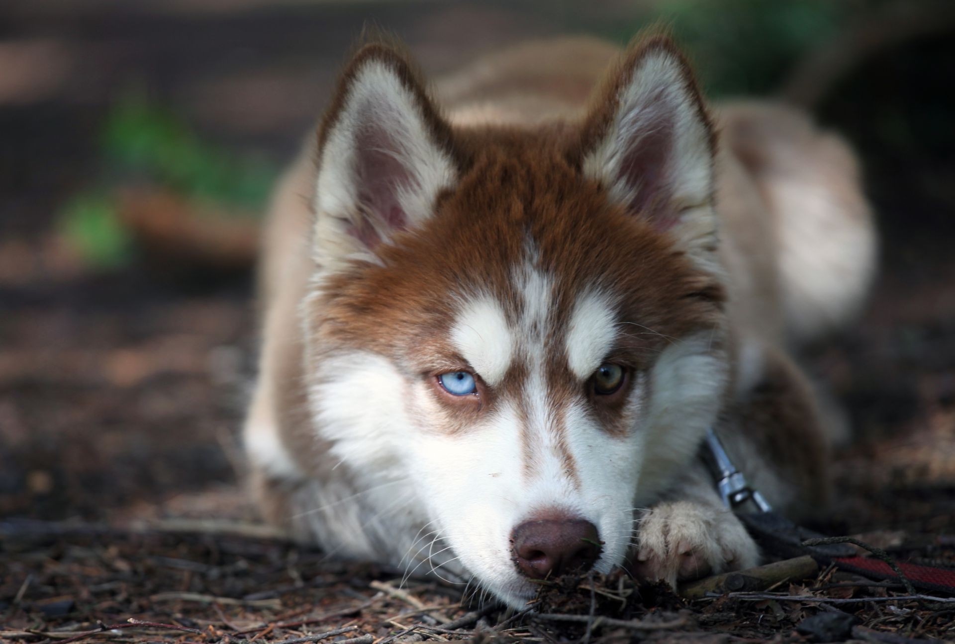 cane mammifero cane canino ritratto carino legno animale