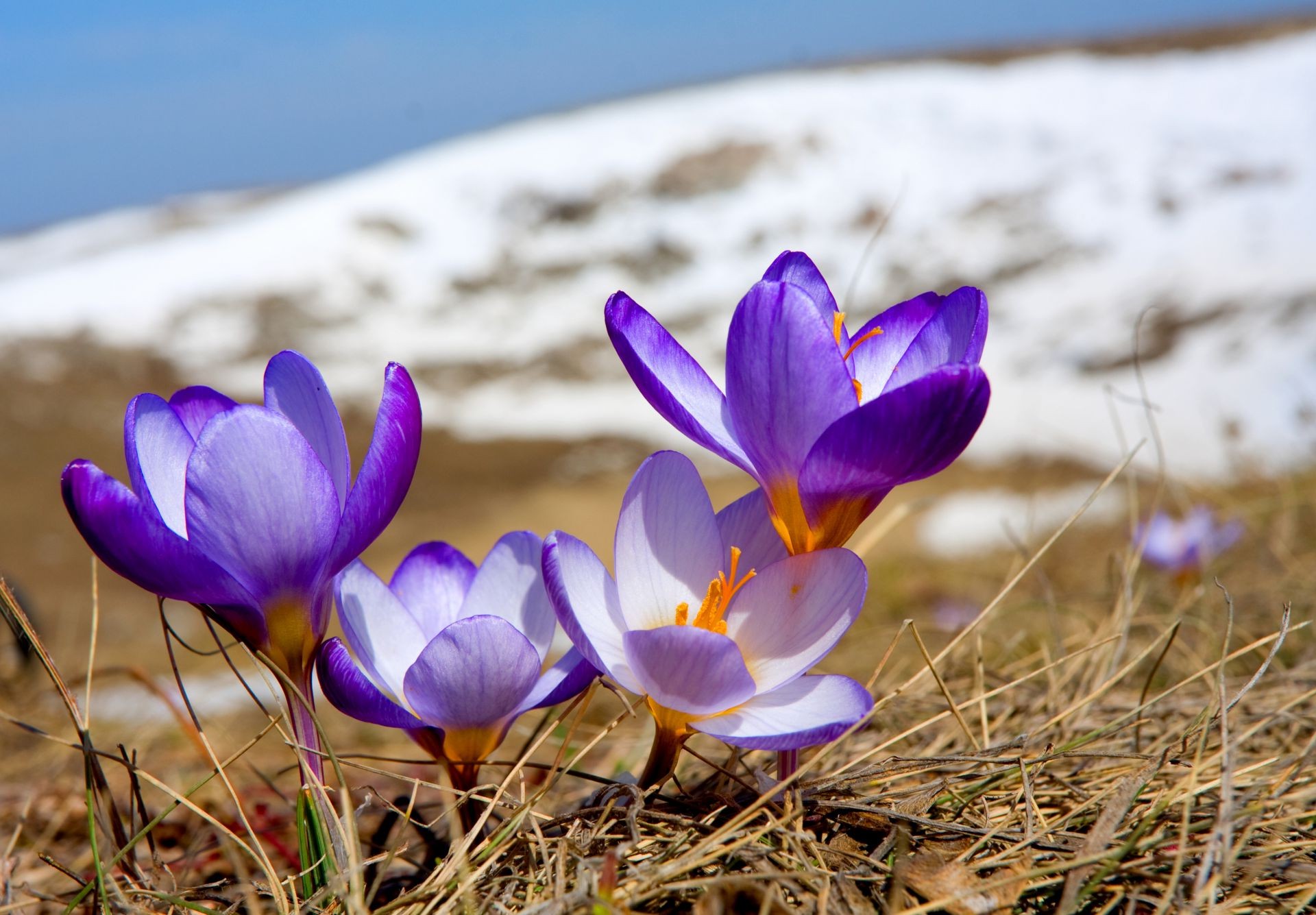 kwiaty natura kwiat flora trawa krokus bluming na zewnątrz park sezon lato kolor piękny liść kwiatowy szafran dobra pogoda sianokosy ogród dziki