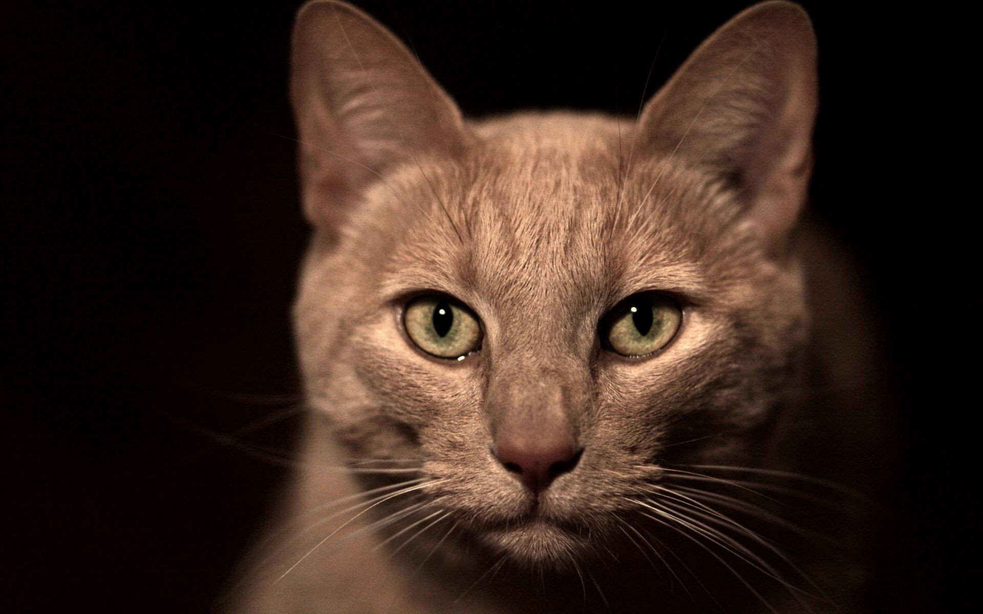 chat chat portrait oeil animal animal mignon chaton mammifère domestique unique fourrure jeune cheveux studio