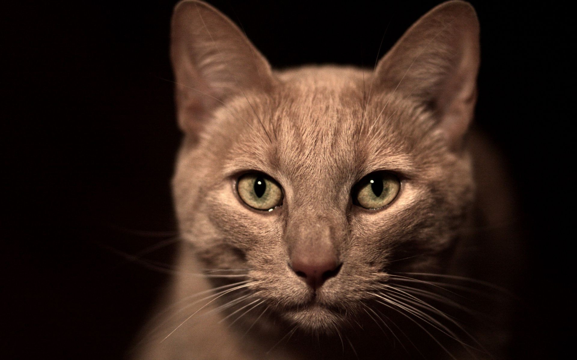 кошки кошка портрет глаз пэт животное милые котенок млекопитающее отечественные один мех молодой волосы студия