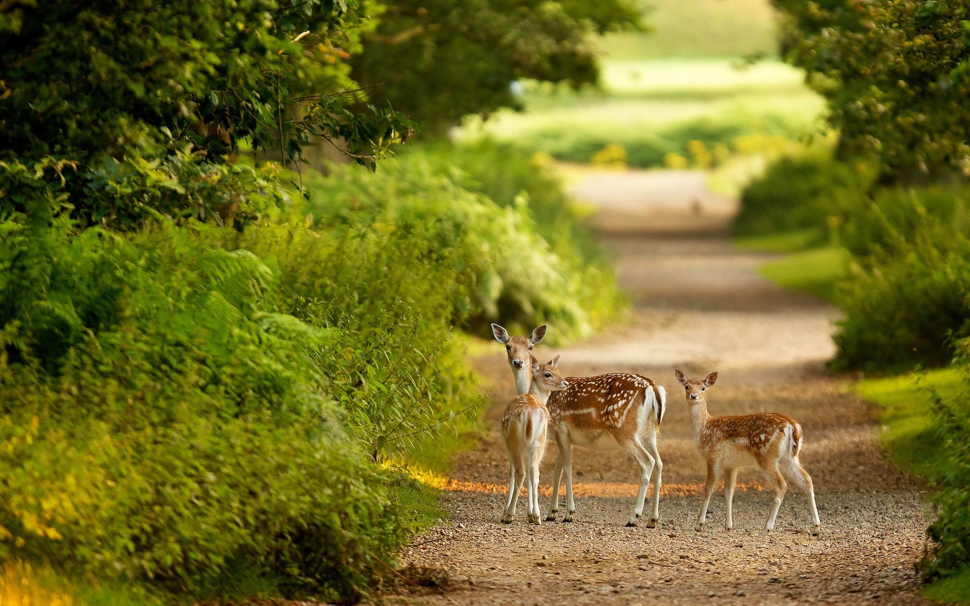 animaux à l extérieur herbe nature cerf bois mammifère sauvage été la faune cerf mignon cerf rouge fond paysage